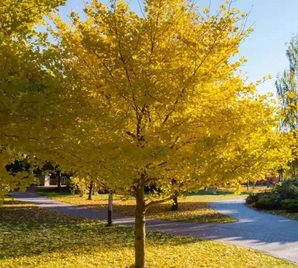 Ginkgo Biloba Live Tree – 4" Pot – Deciduous Ornamental Shade Plant - Image 1