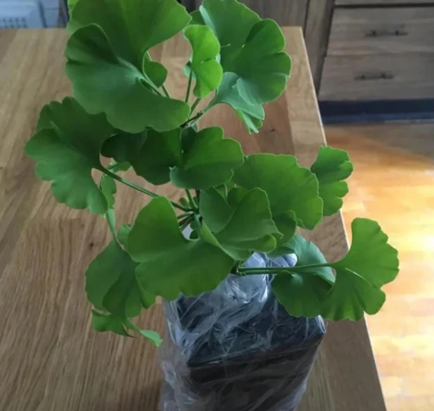 Ginkgo Biloba Live Tree – 4" Pot – Deciduous Ornamental Shade Plant - Image 5