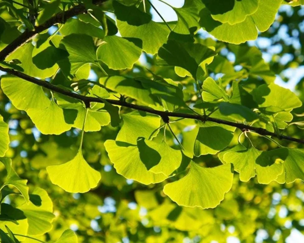 Ginkgo Biloba Live Tree – 4" Pot – Deciduous Ornamental Shade Plant - Image 6