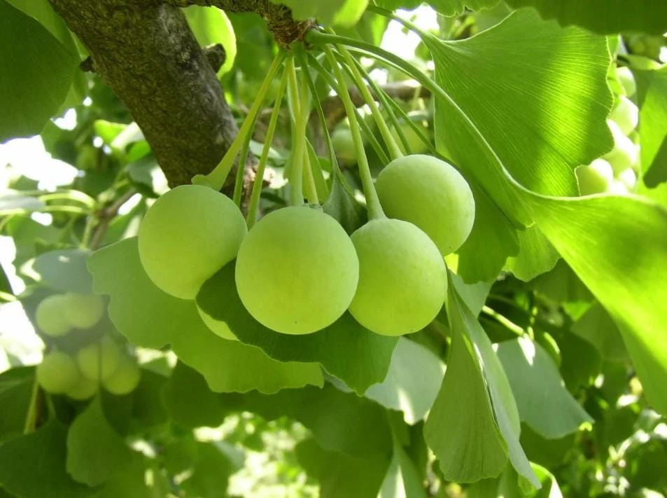 Ginkgo Biloba Live Tree – 4" Pot – Deciduous Ornamental Shade Plant - Image 7