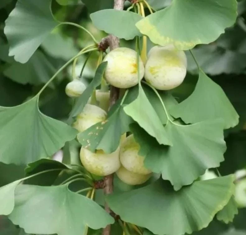 Ginkgo Biloba Live Tree – 4" Pot – Deciduous Ornamental Shade Plant - Image 8