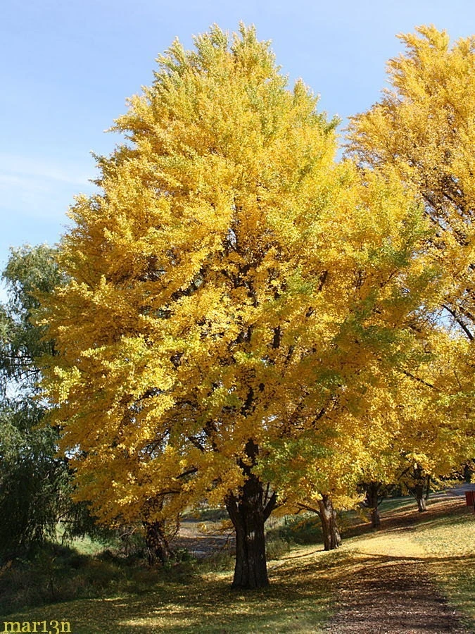 Ginkgo Biloba Tree Live Plant 6-12" Tall - Maidenhair Tree 1 Quart Pot - Image 1