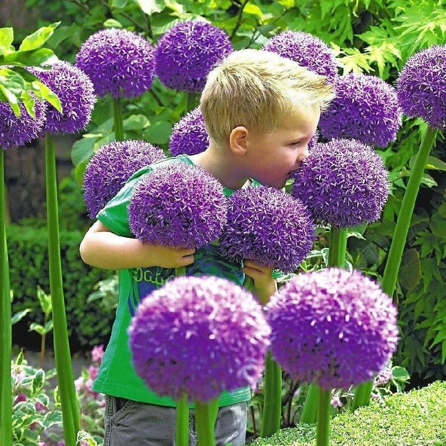 Gladiator Allium Bulb - Giant Garlic Seeds - Fresh USA Harvest - 1 Clove - Image 1