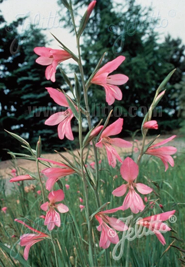 Gladiolus illyricus Seeds – Wild Gladiolus – 10 Seed Packet – Outdoor - Image 1