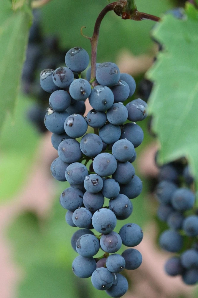Glenora Seedless Grape Live Plant – Potted Vine – 1-2 Years Old – Outdoor - Image 1