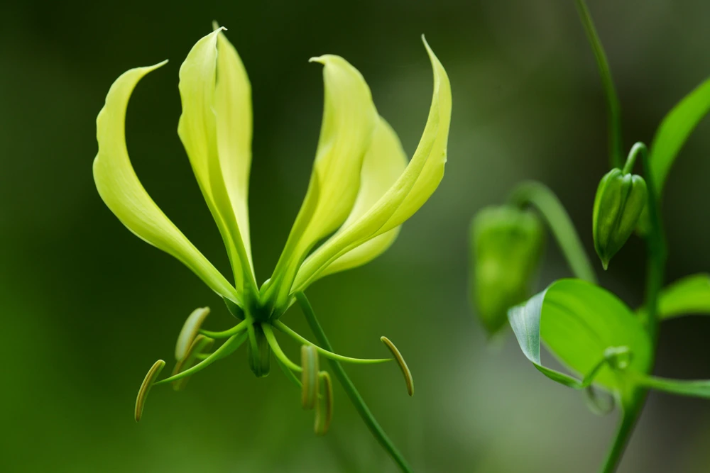 Gloriosa Greenii Seeds - 10 Perennial Seeds for Exotic Garden - Image 1