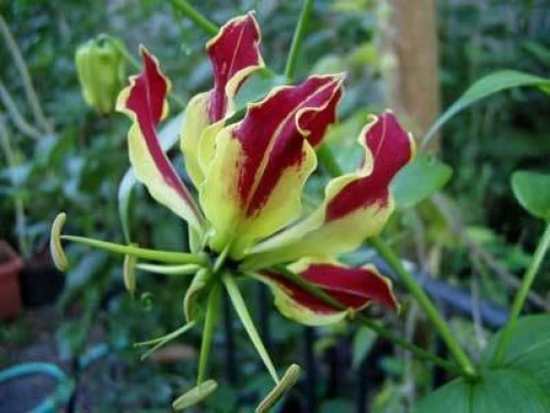 Gloriosa Lily Seeds - Rothschildiana Flame Lily 10 Seeds - Image 1