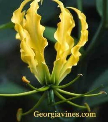 Gloriosa Lutea Flame Lily Seeds – 10 Seeds – Perennial - Image 1