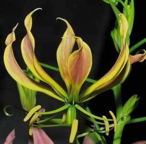 Gloriosa Superba Carsonii Seeds - Rare Flame Lily Seeds - 10 Count Perennial - Image 1