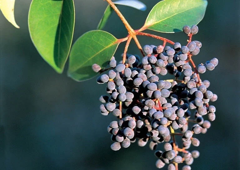 Glossy Privet Seedlings - 5 Ligustrum Lucidum Live Plants 2-5 inches Tall - Outdoor Evergreen - Image 2