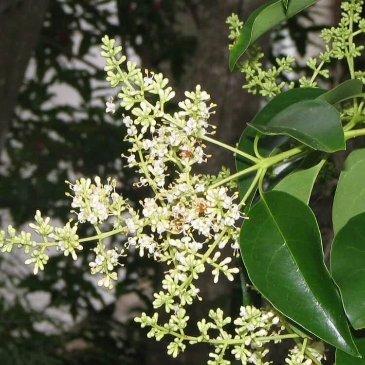 Glossy Privet Seedlings - 5 Ligustrum Lucidum Live Plants 2-5 inches Tall - Outdoor Evergreen - Image 3