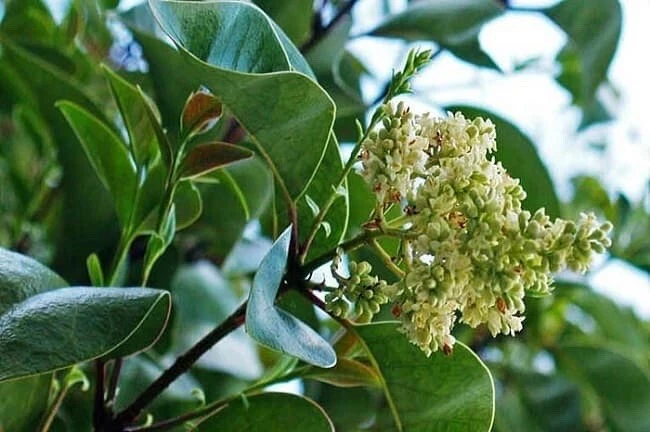 Glossy Privet Seedlings - 5 Ligustrum Lucidum Live Plants 2-5 inches Tall - Outdoor Evergreen - Image 1