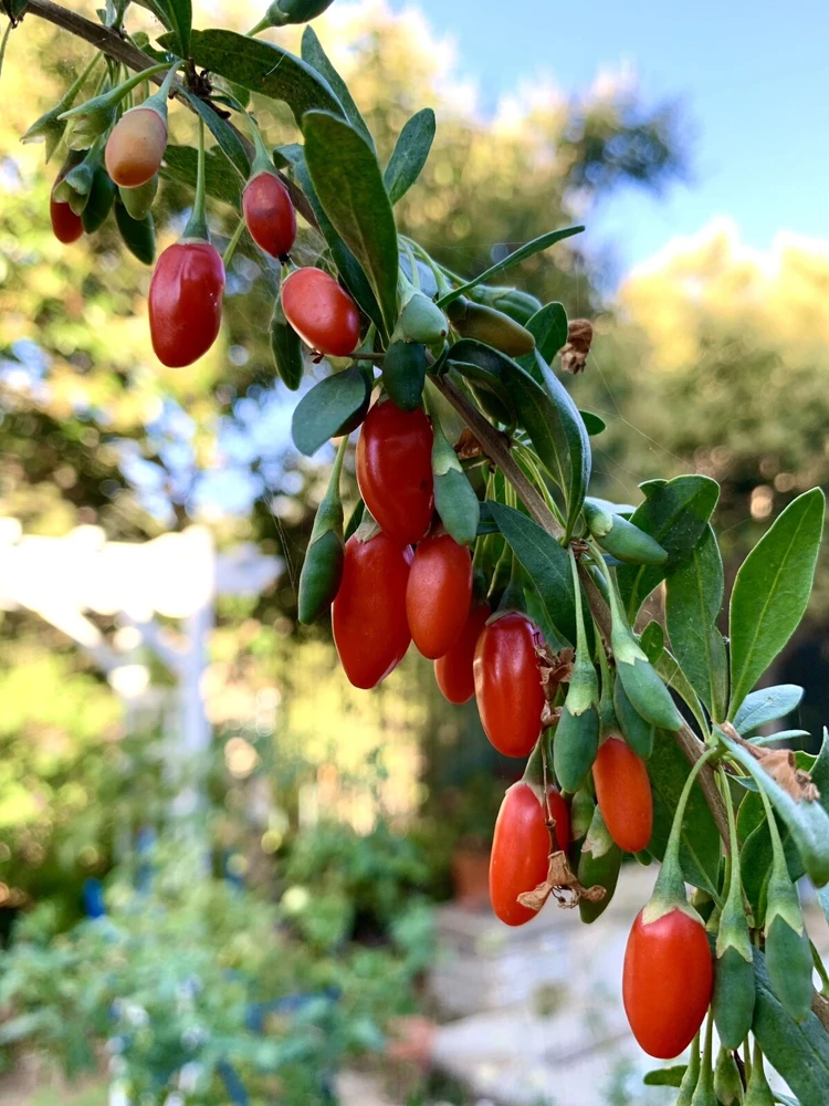 Goji Berry Live Plant - 1 Foot Lycium Barbarum - Bare Root - Outdoor - Image 1