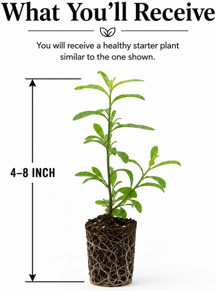 Goji Berry Live Plant - Red Fruit Bush for Planting - 4-8 Inch Tall, Perennial - Image 2
