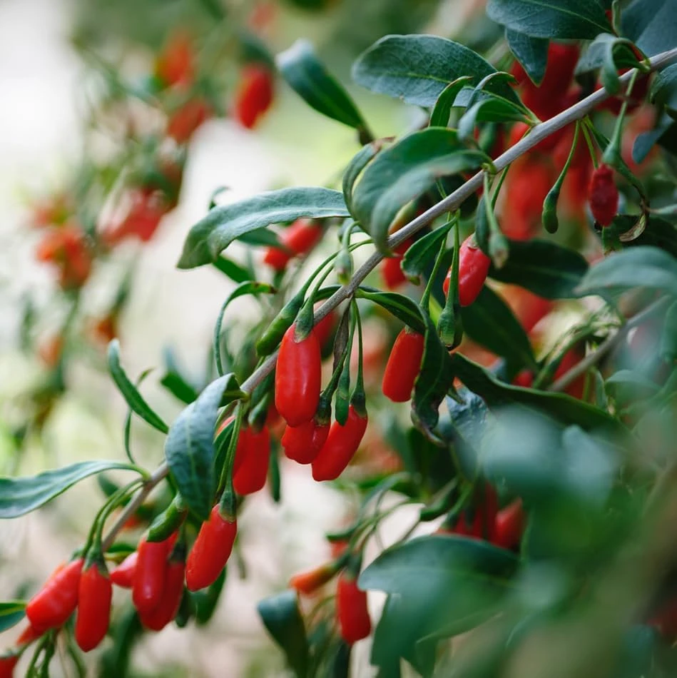 Goji Berry Live Plant - Red Fruit Bush for Planting - 4-8 Inch Tall, Perennial - Image 3