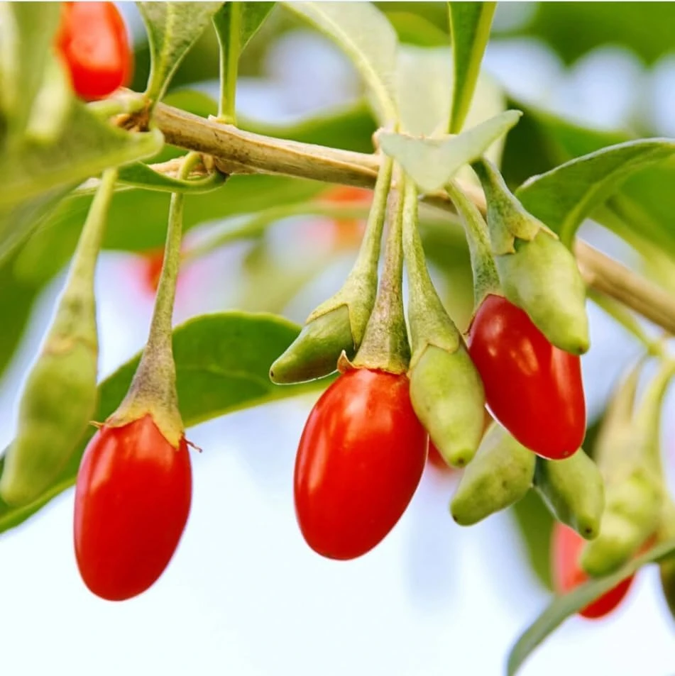 Goji Berry Live Plant - Red Fruit Bush for Planting - 4-8 Inch Tall, Perennial - Image 5
