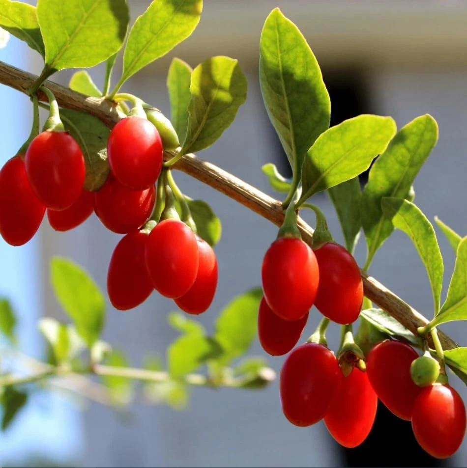 Goji Berry Live Plant - Red Fruit Bush for Planting - 4-8 Inch Tall, Perennial - Image 6