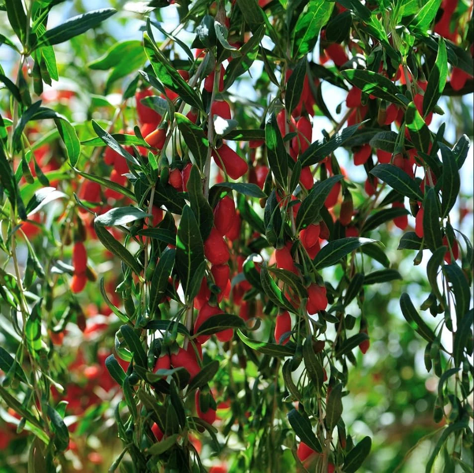 Goji Berry Live Plant - Red Fruit Bush for Planting - 4-8 Inch Tall, Perennial - Image 7