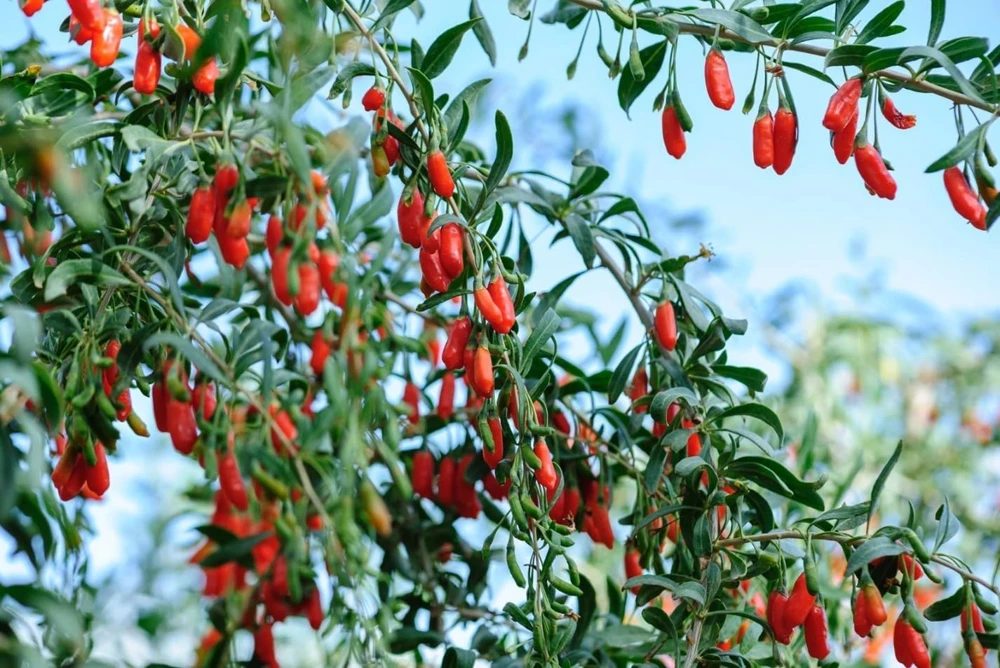 Goji Berry Live Plant - Red Fruit Bush for Planting - 4-8 Inch Tall, Perennial - Image 8