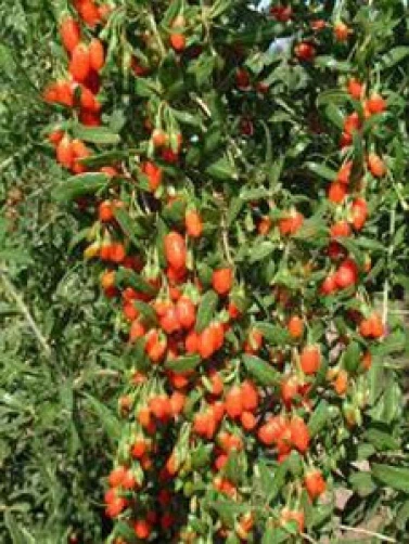 Goji Berry Seeds - Lycium barbarum Wolfberry Seeds for Planting - 20 Seeds - Image 1