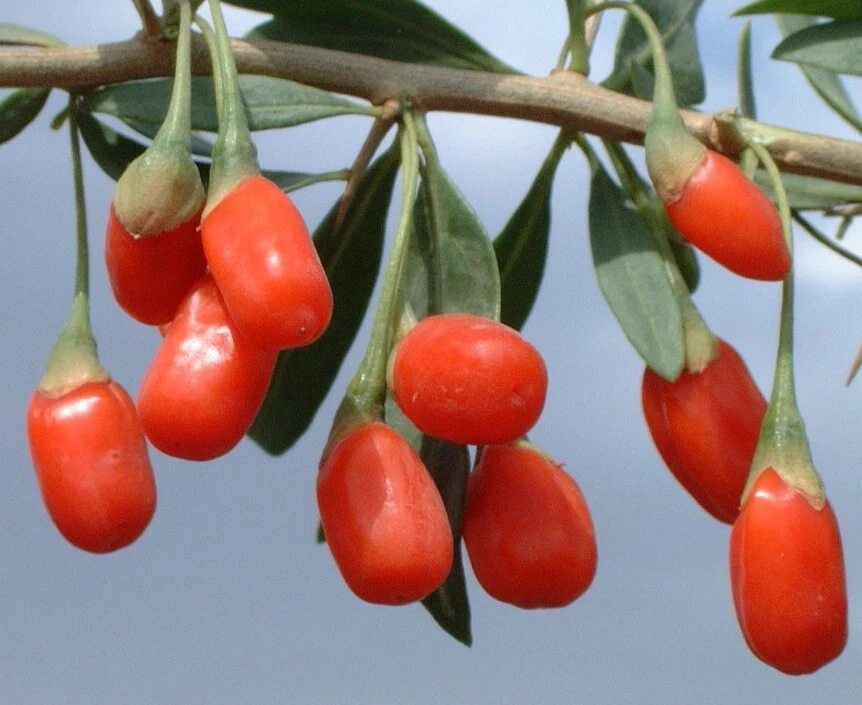 Goji Berry Wolfberry Seeds - Lycium chinense - 20 Seeds - Grow Your Own Superfood - Image 1