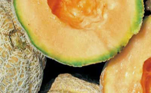 Gold Star F1 Muskmelon Seeds - 10 High-Yielding Melon Seeds for Garden - Image 1