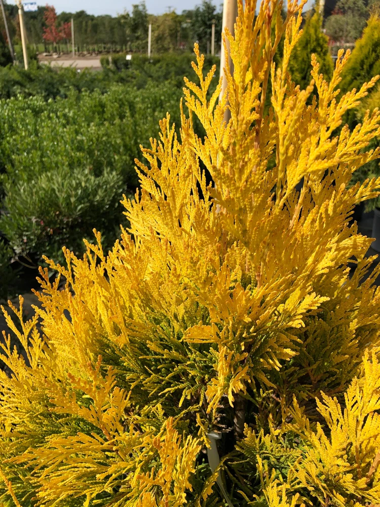 Golden Arborvitae Tree Live Plant – Thuja Plicata – 1 Quart Pot – 8-14" Tall - Image 1