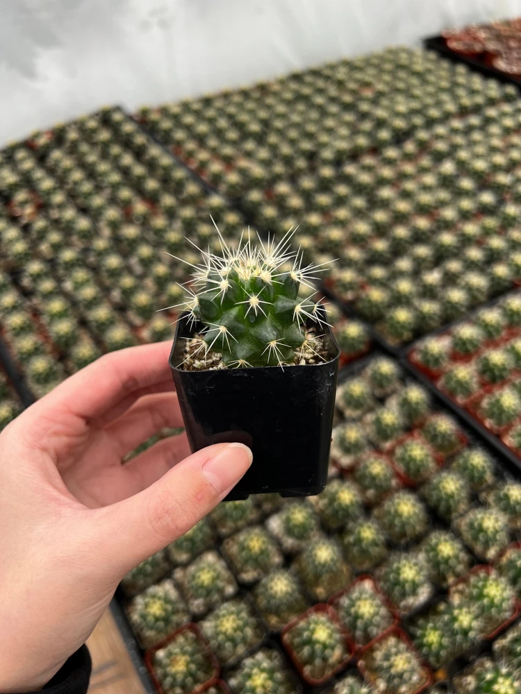 Golden Barrel Cactus Live Plant – Echinocactus Grusonii – 2 inch pot – Indoor/Outdoor - Image 2