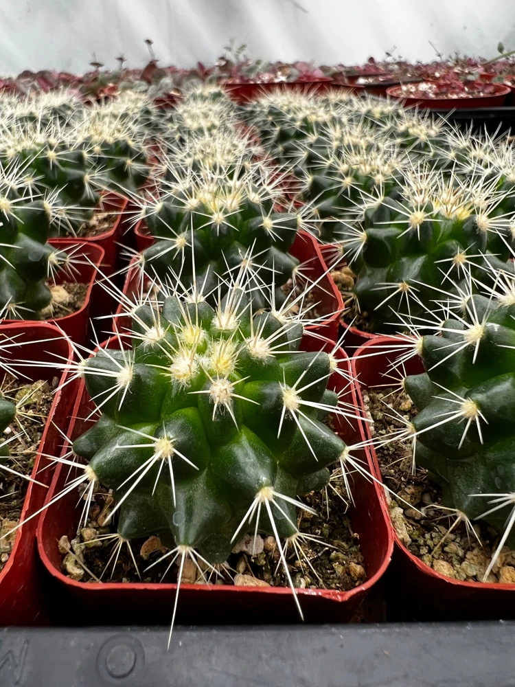 Golden Barrel Cactus Live Plant – Echinocactus Grusonii – 2 inch pot – Indoor/Outdoor - Image 3