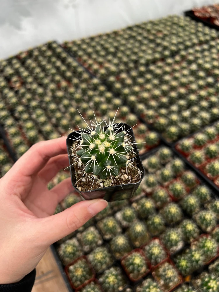 Golden Barrel Cactus Live Plant – Echinocactus Grusonii – 2 inch pot – Indoor/Outdoor - Image 1