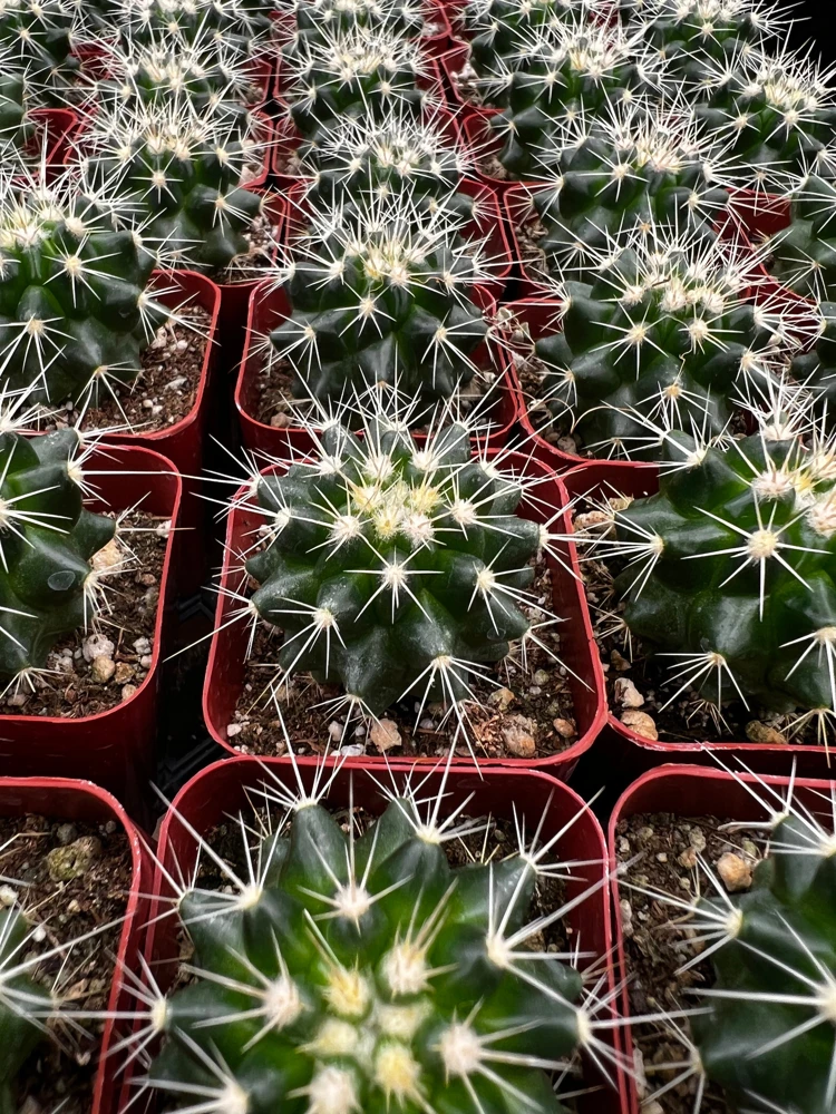 Golden Barrel Cactus Live Plant – Echinocactus Grusonii – 2 inch pot – Indoor/Outdoor - Image 4