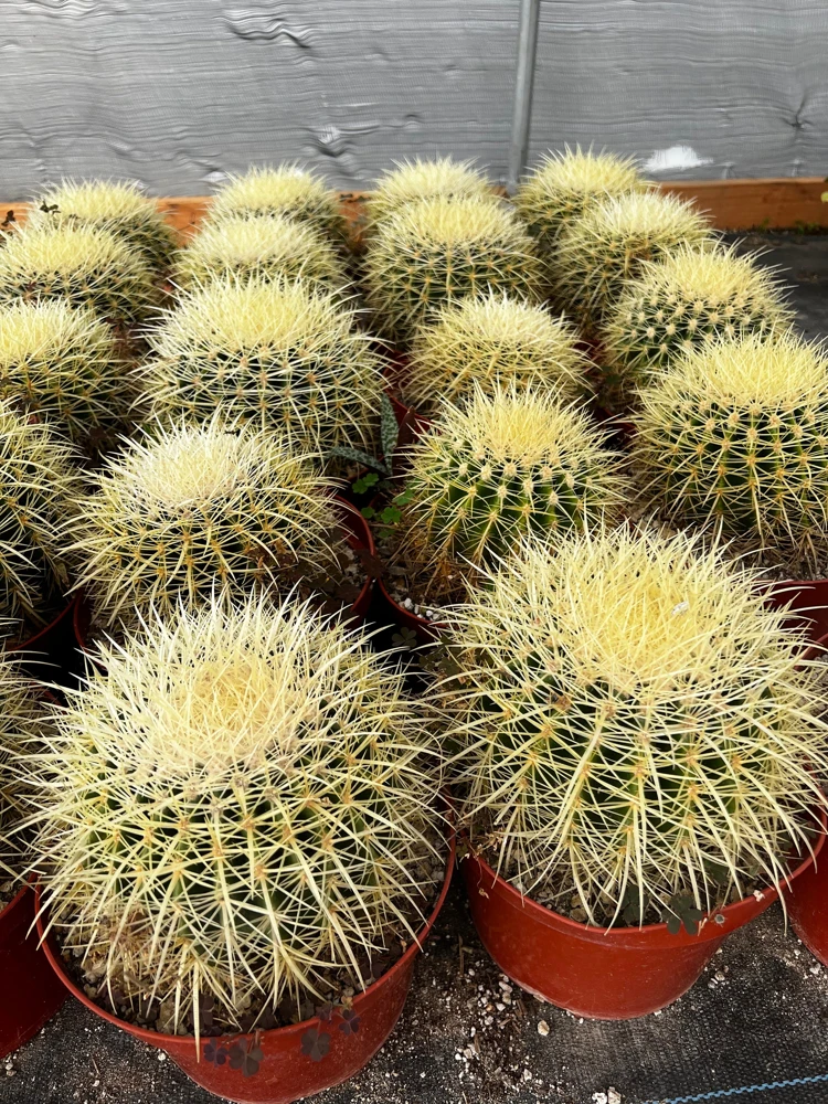 Golden Barrel Cactus Live Plant – Echinocactus Grusonii – 2 inch pot – Indoor/Outdoor - Image 5