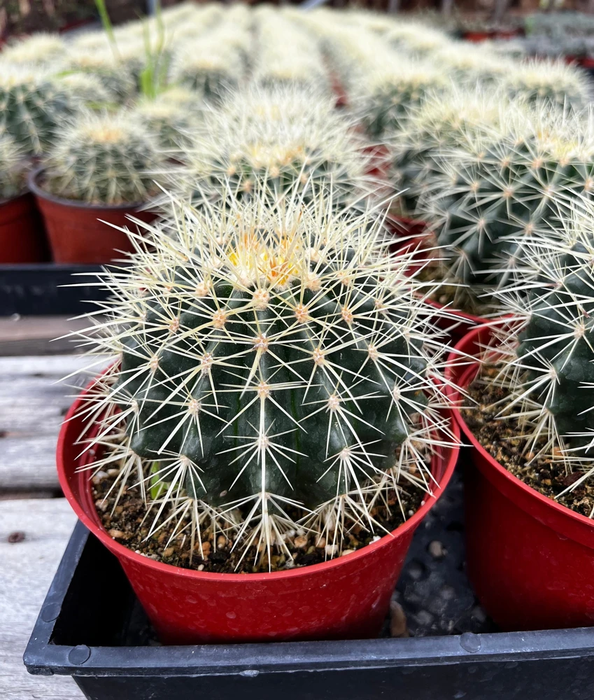 Golden Barrel Cactus Live Plant – Echinocactus Grusonii – 2 inch pot – Indoor/Outdoor - Image 6
