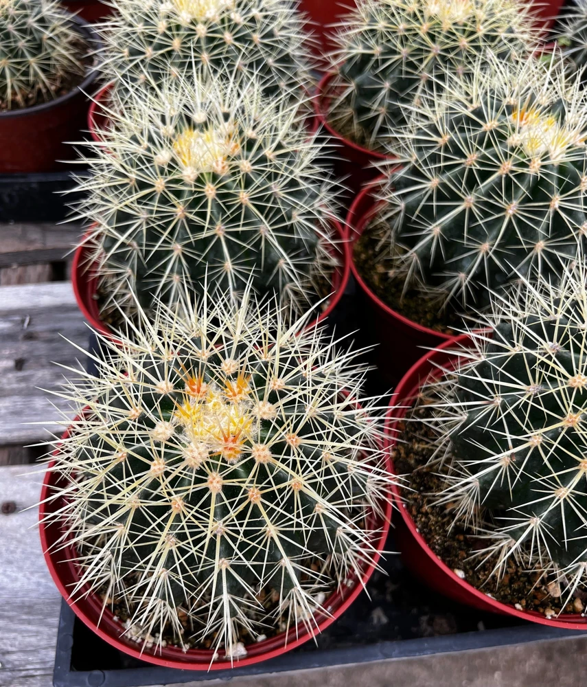 Golden Barrel Cactus Live Plant – Echinocactus Grusonii – 2 inch pot – Indoor/Outdoor - Image 7