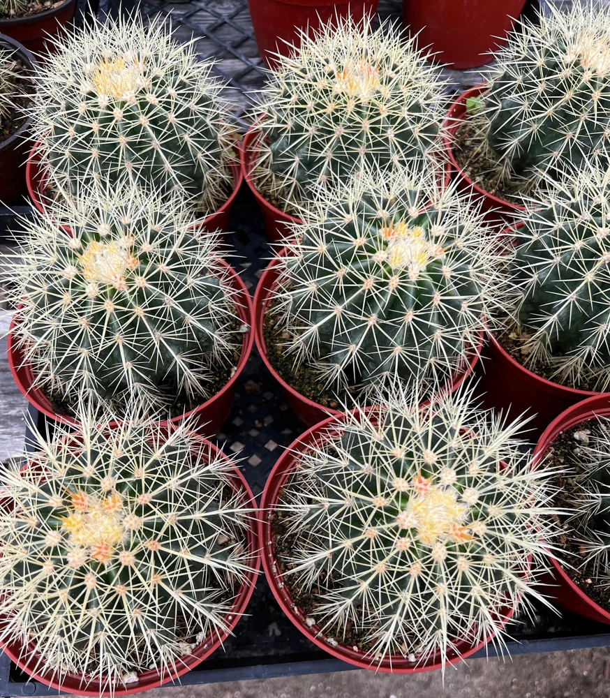 Golden Barrel Cactus Live Plant – Echinocactus Grusonii – 2 inch pot – Indoor/Outdoor - Image 8