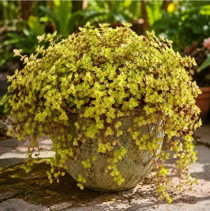 Golden Callisia Repens Live Plant - 2 Miniature Wandering Jew, 2-inch Pot - Image 1
