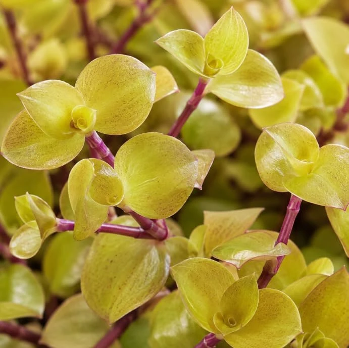 Golden Callisia Repens Live Plant - 2 Miniature Wandering Jew, 2-inch Pot - Image 3
