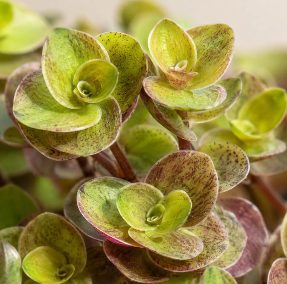 Golden Callisia Repens Live Plant - 2 Miniature Wandering Jew, 2-inch Pot - Image 4