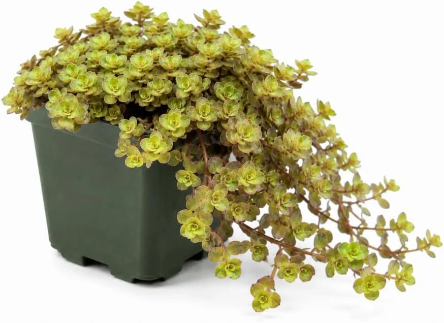 Golden Callisia Repens Live Plant - 2 Miniature Wandering Jew, 2-inch Pot - Image 5
