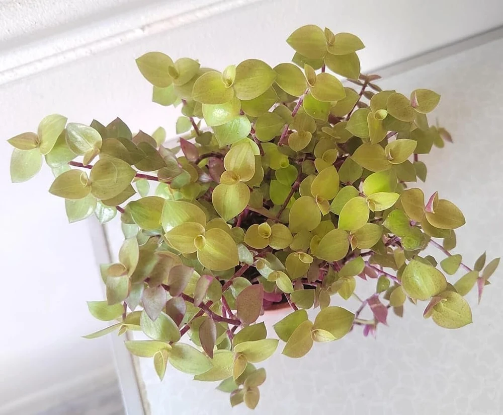 Golden Callisia Repens Live Plant - 2 Miniature Wandering Jew, 2-inch Pot - Image 6