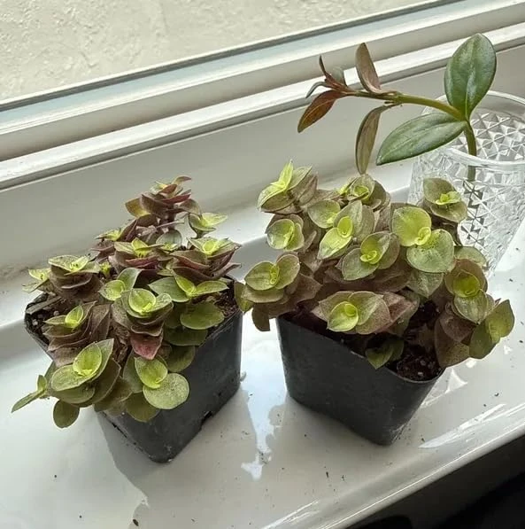 Golden Callisia Repens Live Plant - 2 Miniature Wandering Jew, 2-inch Pot - Image 7
