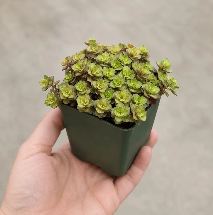 Golden Callisia Repens Live Plant - Miniature Wandering Jew, 2 Inch Pot, Indoor Trailing Houseplant - Image 7