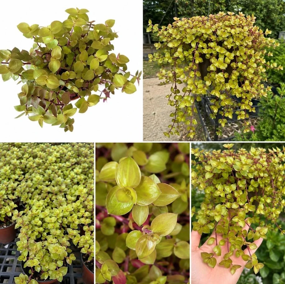 Golden Callisia Repens Live Plant - Potted Houseplant, Trailing, 2 Inch Pot - Image 1