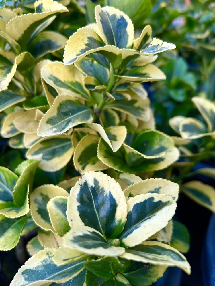 Golden Euonymus Fortunei - 10 Unrooted Cuttings for Planting - Image 1