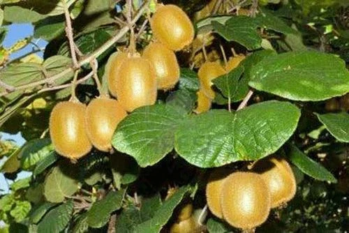 Golden Kiwi Seeds - Actinidia Chinensis 10 Seeds - Grow Your Own Fruit - Image 1