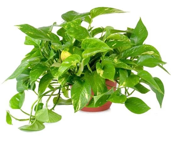 Golden Pothos Bare Root Cuttings - 5 Pack, 4-6 Inches - Epipremnum Aureum Indoor Houseplant - Image 1