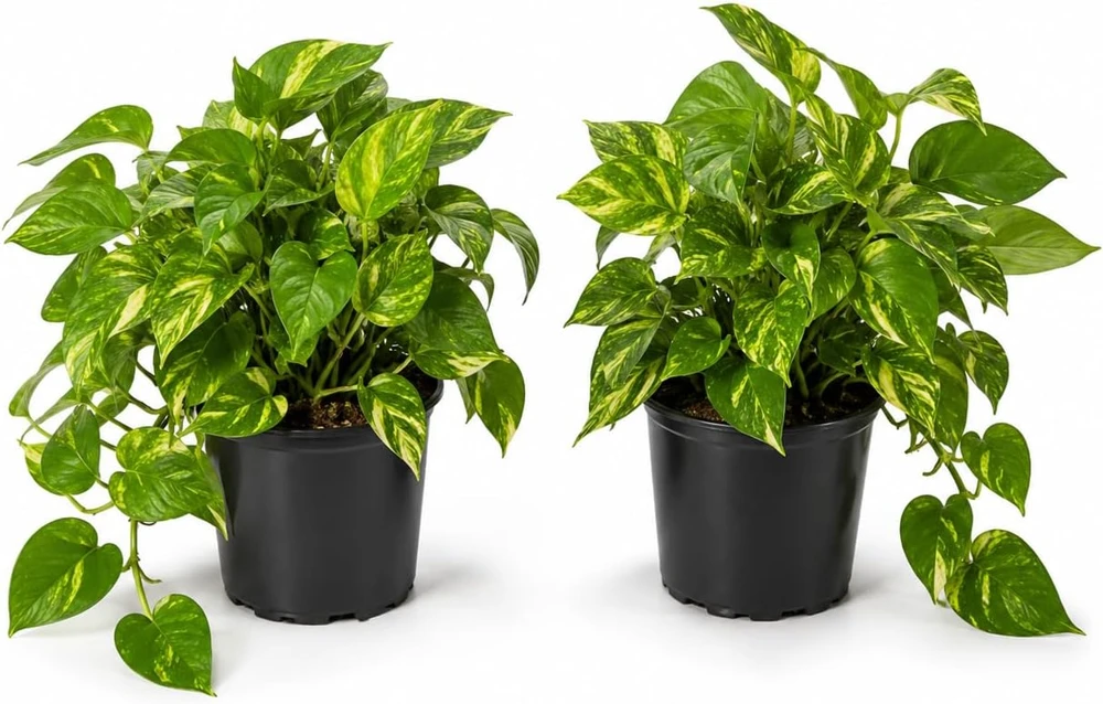 Golden Pothos Live Plants - Set of 2, 5-8 Inches Tall in 4 Inch Pots, Indoor Vining Houseplants - Image 1