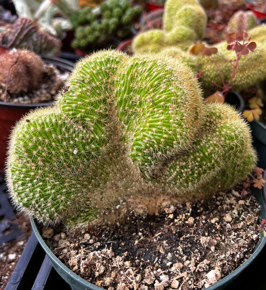 Golden Rat Tail Cactus Live Plant - Cleistocactus Winteri Cristata - 6 inch Pot - Image 1