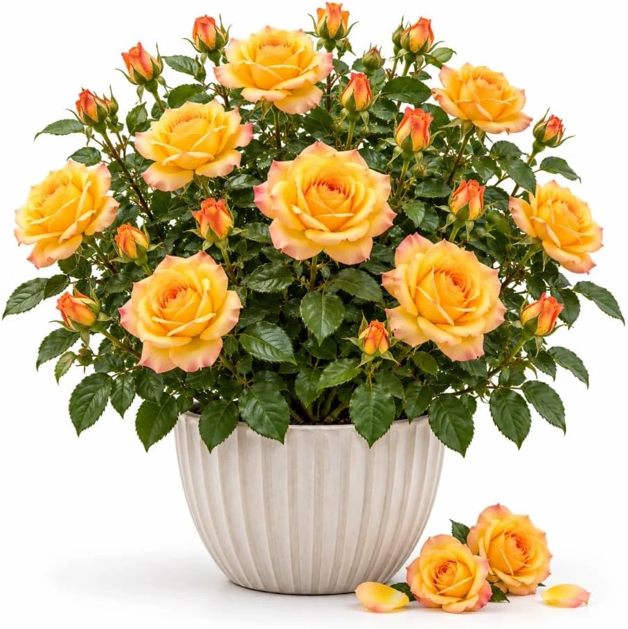 Golden Yellow Rose Bush Live Plant – 4-8 Inches Tall – Fragrant Outdoor Garden Starter - Image 1
