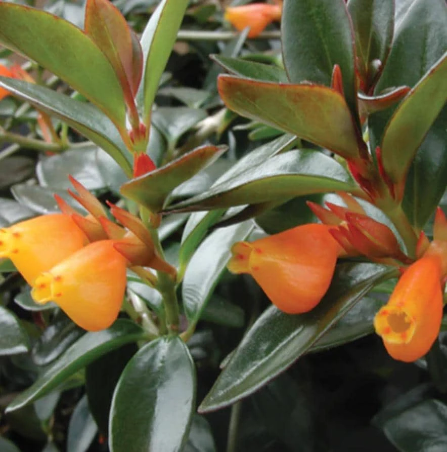 Goldfish Hybrid Live Plant – Trailing Tropical Houseplant – 2-4" Tall in 3-4" Pot - Image 1